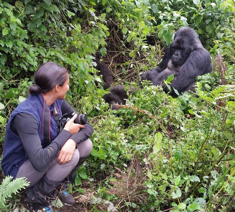 Traveller photographing a mountain gorilla family in Bwindi Impenetrable Forest