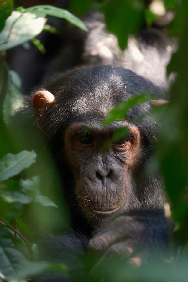 Chimpanzee resting in the forest canopy of Kibale National Park, Uganda