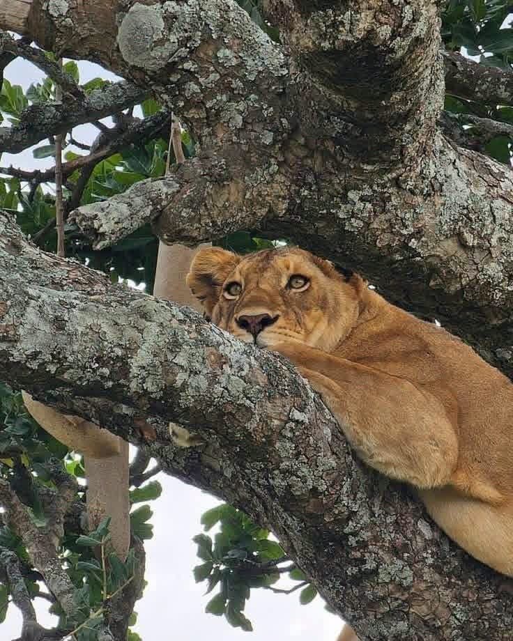 Tree-climbing lion resting in a fig tree in Queen Elizabeth National Park, Uganda