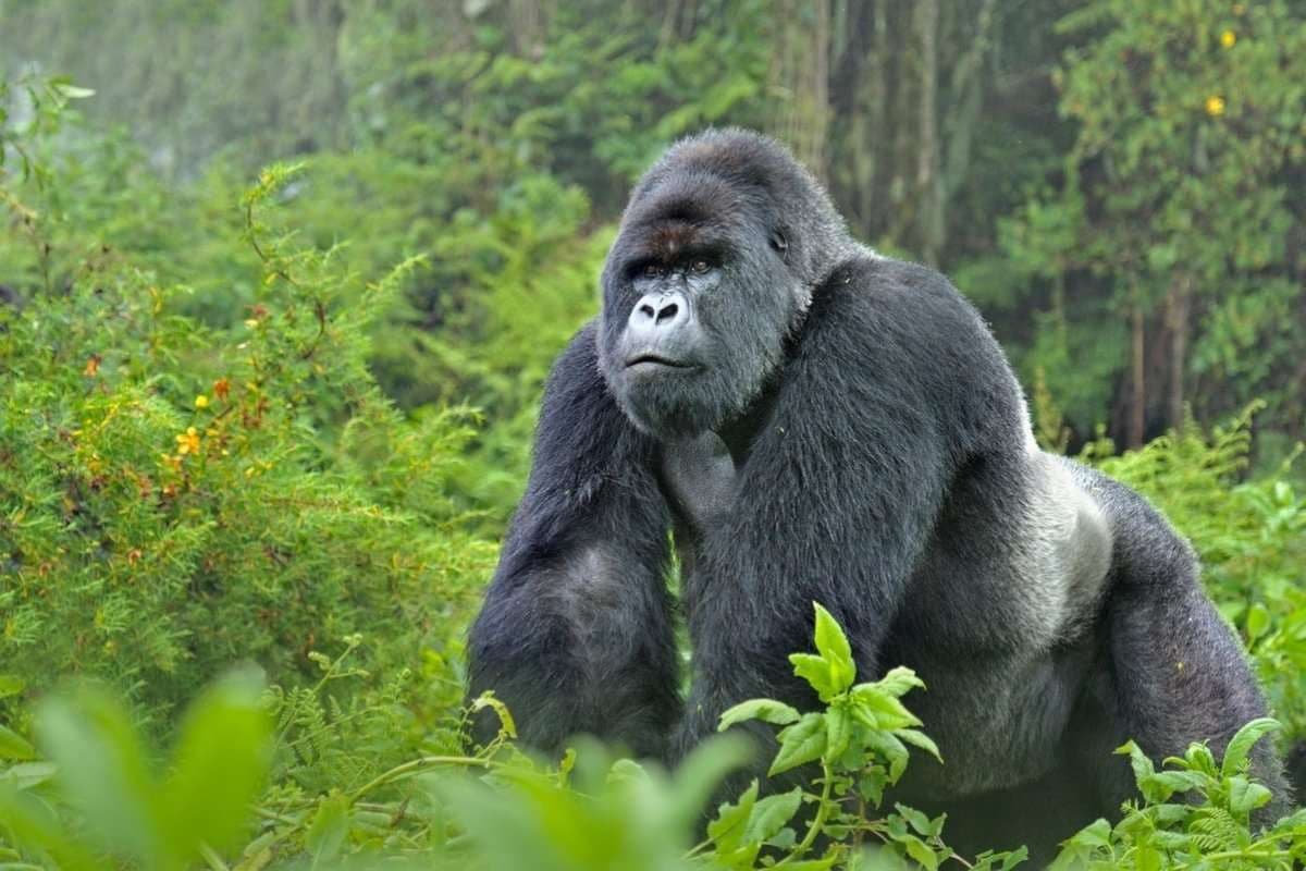 Mountain gorilla in the forests of Bwindi Impenetrable National Park