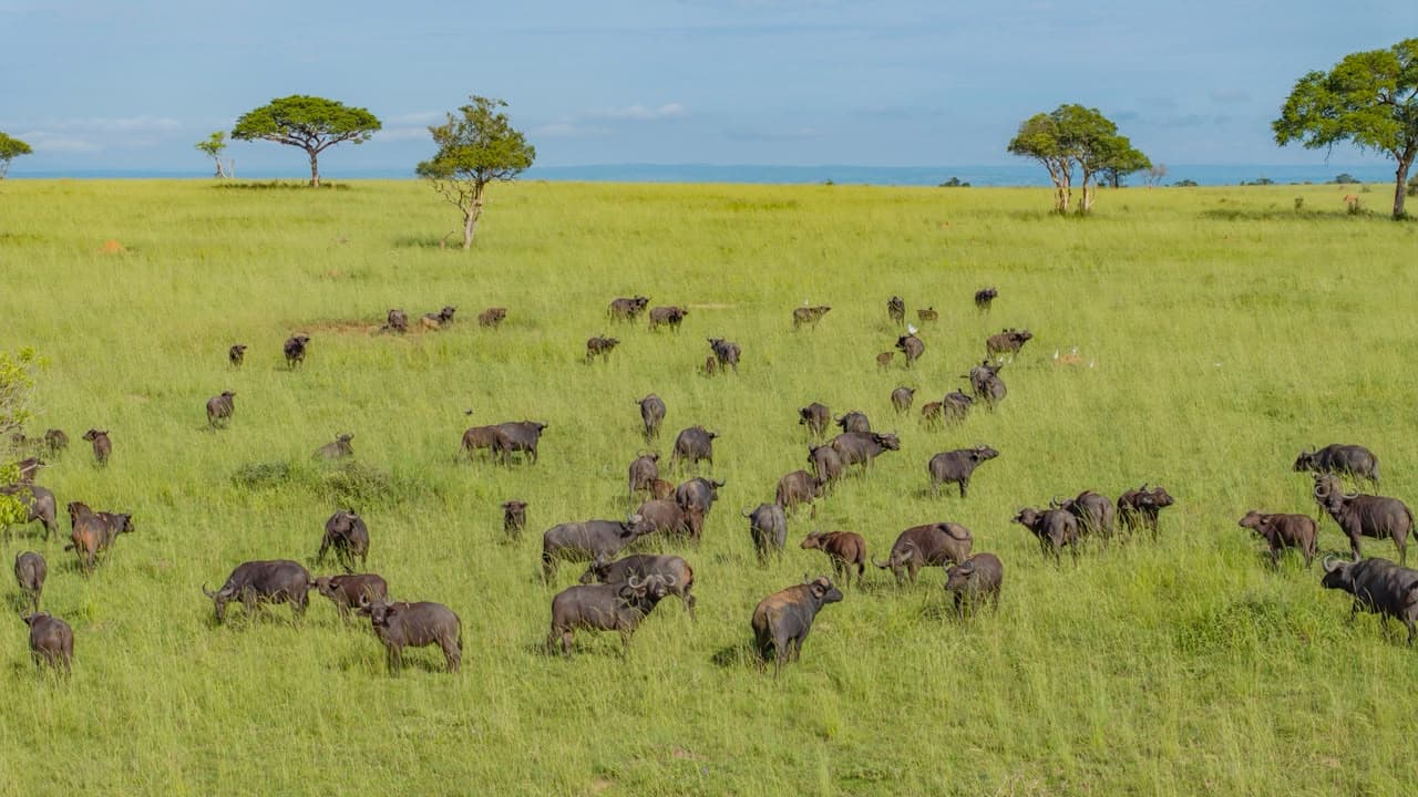 Herd of buffalo grazing in Murchison Falls National Park