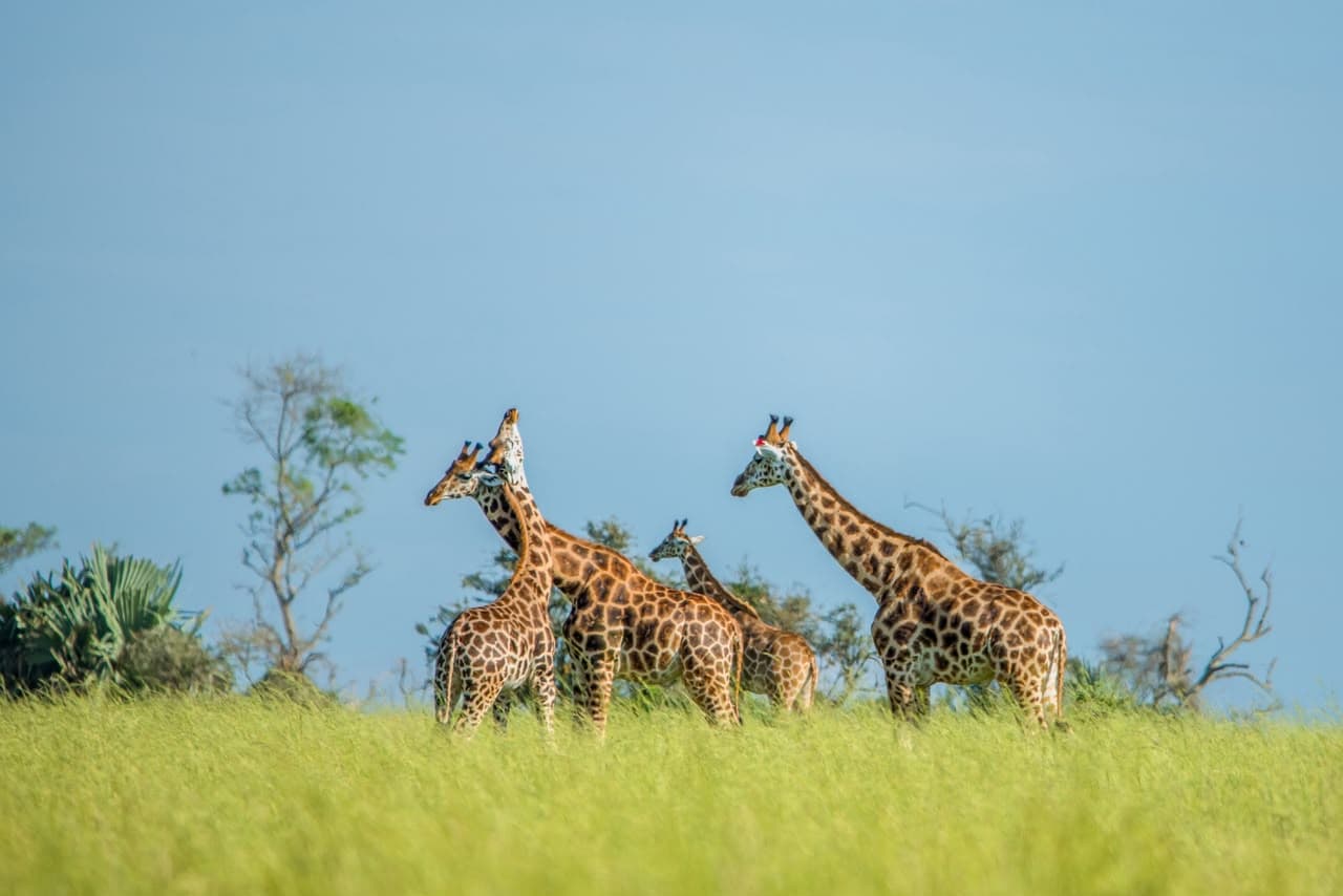 Giraffes in the grasslands of Murchison Falls National Park