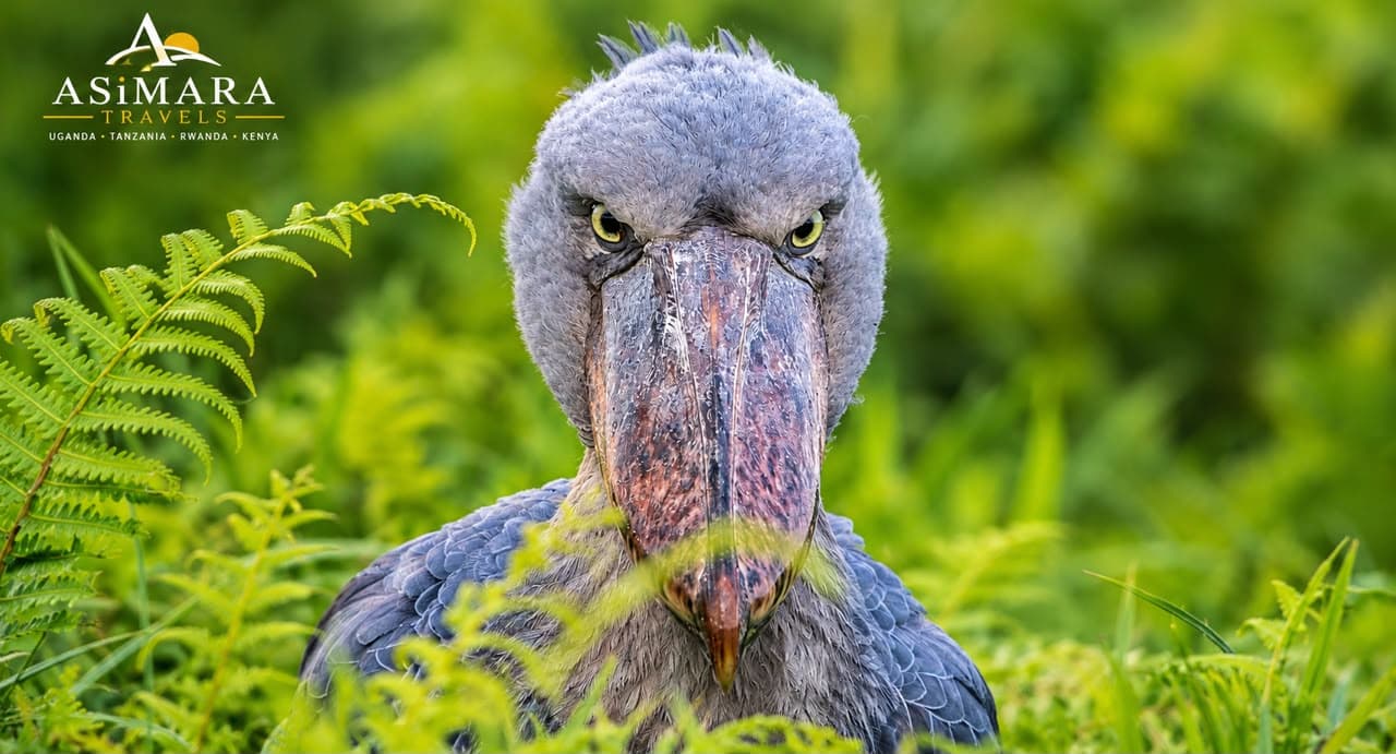 A Shoebill stork standing in the papyrus wetlands of Mabamba Swamp, Uganda
