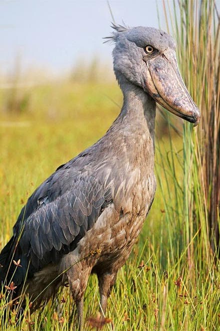 A Shoebill stork standing tall in the wetland grasses