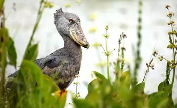 A Shoebill stork foraging among water lilies and reeds