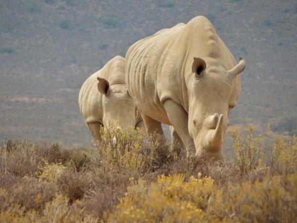 Southern white rhinos grazing at Ziwa Rhino Sanctuary, Uganda